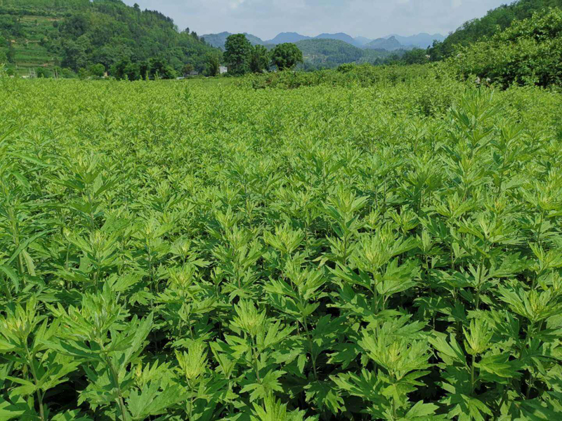 肇庆艾草基地