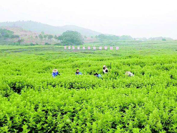 肇庆艾草基地