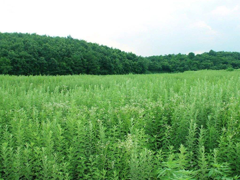 肇庆艾草基地